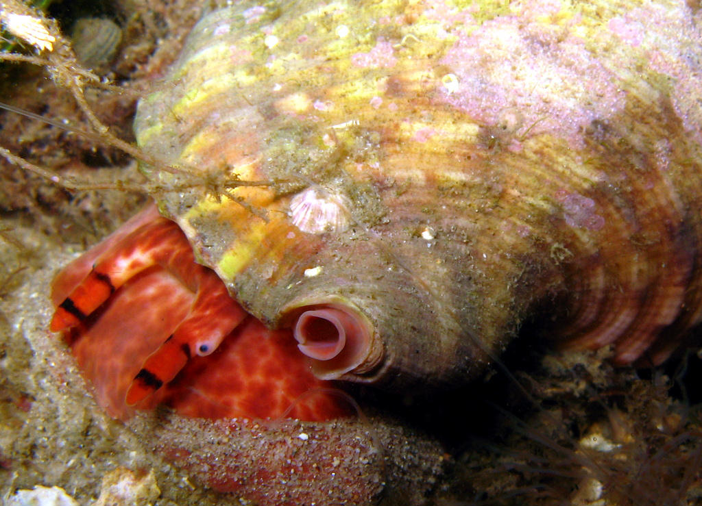 Charonia lampas rubicunda